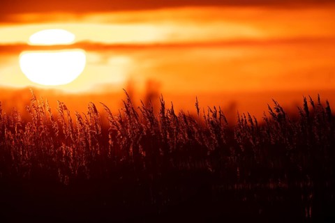 Common reed (Phragmites australis) plants reedbed backlit at sunset, RSPB Minsmere nature reserve,