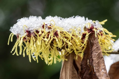 Witch hazel (Hamamelis mollis Pallida), Emsland, Lower Saxony, Germany