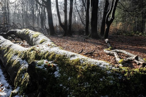 Deadwood in winter beech forest (Fagus sylvatica), Emsland, Lower Saxony, Germany