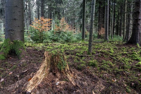 Coniferous forest (Picea abies), Emsland, Lower Saxony, Germany