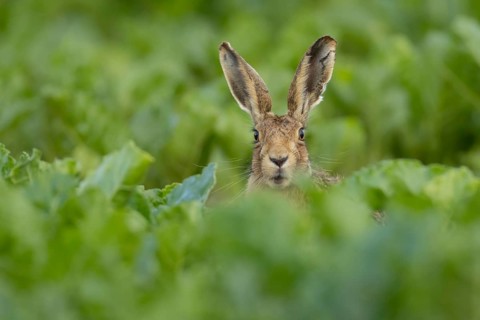 European brown hare (Lepus europaeus) adult animal in a sugar beet crop in a farmland field in