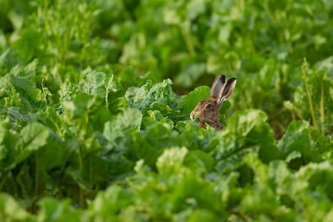 European brown hare (Lepus europaeus) adult animal feeding in a sugar beet crop in a farmland field