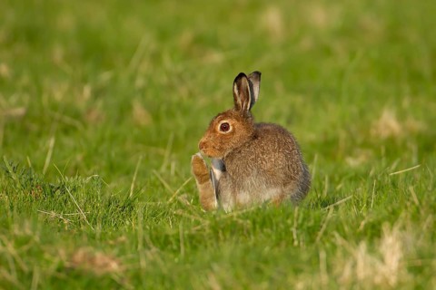 Mountain hare (Lepus timidus) adult animal in its summer coat in a upland grass meadow, Scotland,