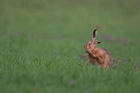 European brown hare (Lepus europaeus) adult animal in a farmland cereal crop field in spring,