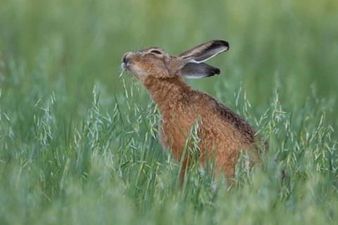 European brown hare (Lepus europaeus) adult animal feeding in a farmland oat cereal field in