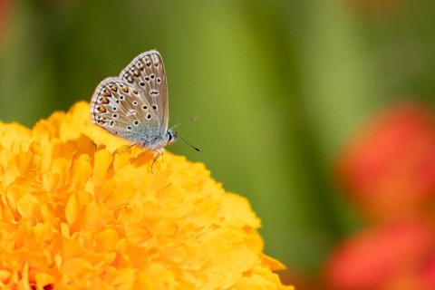Common blue butterfly (Polyommatus icarus) adult insect feeding on a garden French marigold flower