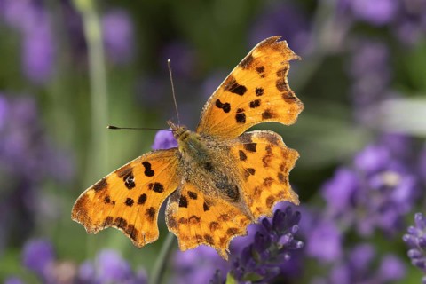Comma butterfly (Polygonia c-album) adult insect feeding on garden Lavender flowers in summer,