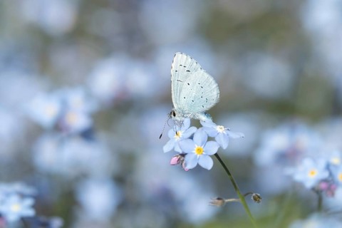 Holly blue butterfly (Celastrina argiolus) adult insect feeding on garden Forget-me-not flowers in