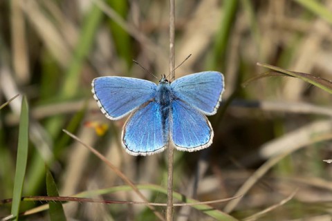 Adonis blue butterfly (Polyommatus bellargus) adult male insect resting on a grass leaf in spring,