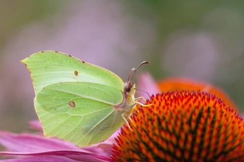 Brimstone butterfly (Gonepteryx rhamni) adult male insect feeding on a Coneflower (Echinacea spp)