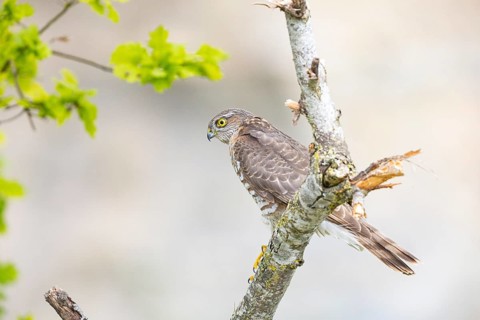 Sparrowhawk (Accipiter nisus) Germany