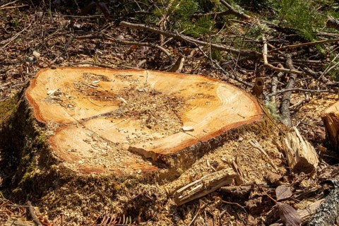 Stump of a large white pine cut down by foresters, La Mauricie region, Province of Quebec, Canada