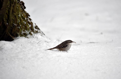Treecreeper, (Certhia) in the snow, winter, Schleswig-Holstein, Germany