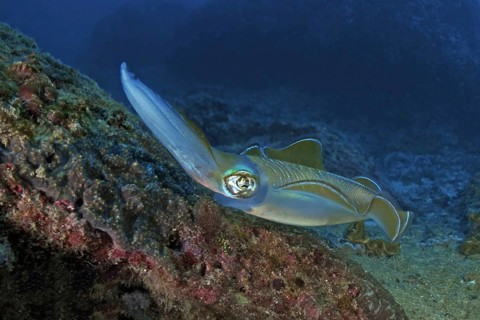 Underwater photo Close-up of large-fin reef squid (Sepioteuthis lessoniana) Squid Cephalopod squid