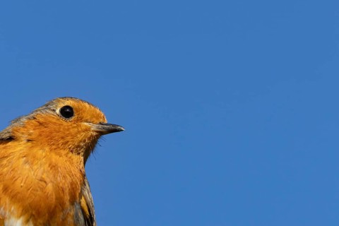 European robin (Erithacus rubecula) adult garden bird head portrait, Suffolk, England, United