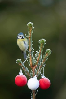 Blue tit (Cyanistes caeruleus) adult garden bird on a Christmas spruce tree in winter, England,