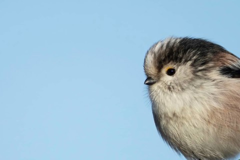 Long tailed tit (Aegithalos caudatus) adult garden bird head portrait, Suffolk, England, United