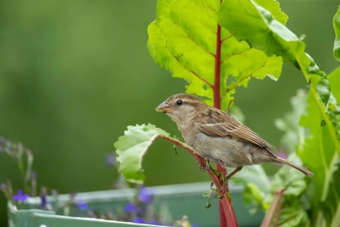 House sparrow (Passer domesticus) adult female bird feeding on a Swiss chard vegetable plant in a