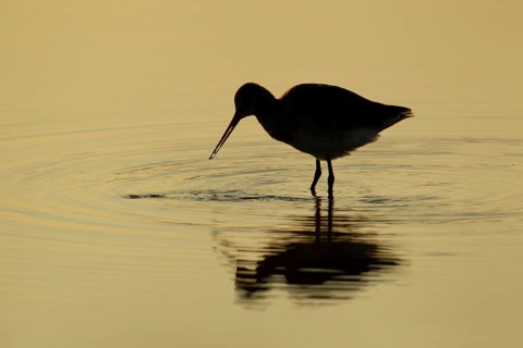 Black tailed godwit (Limosa limosa) adult wader bird feeding in a shallow lagoon silhouette at