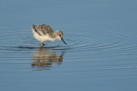 Pied avocet (Recurvirostra avosetta) juvenile baby bird feeding in a shallow lagoon in summer, RSPB