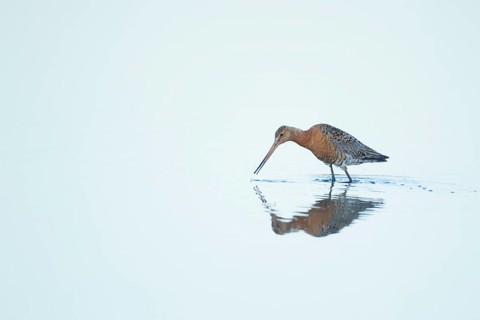 Black tailed godwit (Limosa limosa) adult wader bird in summer plumage feeding in a shallow lagoon,