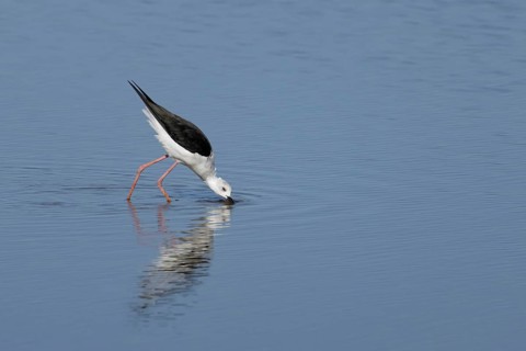 Black winged stilt (Himantopus himantopus) adult wader bird feeding in a shallow a lagoon, RSPB