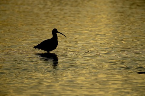 Eurasian curlew (Numenius arquata) adult bird feeding in a coastal lagoon silhouette at sunset,