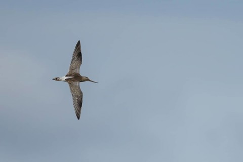 Bar tailed godwit (Limosa lapponica) adult wading bird in winter plumage in flight, RSPB Titchwell