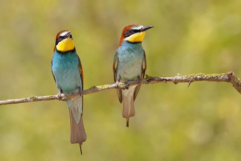 European bee-eater (Merops apiaster) two animals sitting on a branch covered with green lichen,