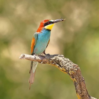 European bee-eater (Merops apiaster) sitting on an old branch with an insect as prey, Lake