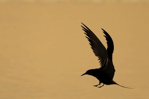 Common tern (Sterna hirundo) adult bird in flight silhouette at sunset, RSPB Minsmere nature
