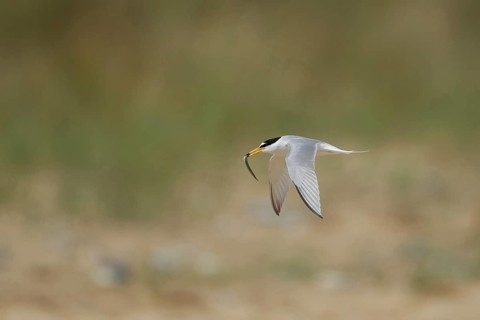 Little tern (Sternula albifrons) adult bird in flight carrying a fish in it's beak in summer,