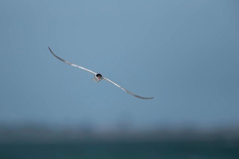 Common tern (Sterna hirundo) adult bird in flight with a fish for food in its beak in summer,