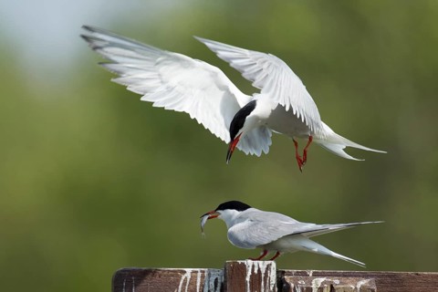 Common tern (Sterna hirundo) two adult birds with one passing a fish to the other during their