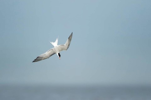 Common tern (Sterna hirundo) adult bird diving down in flight in summer, RSPB Minsmere nature