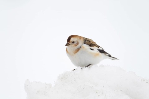 Snow bunting (Plectrophenax nivalis) adult bird on snow in winter, Scotland, United Kingdom