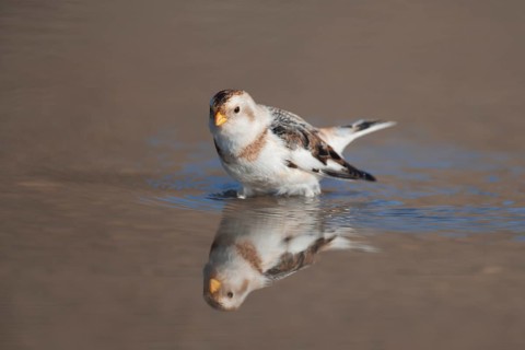 Snow bunting (Plectrophenax nivalis) adult bird in a shallow puddle on a beach in winter, Norfolk,