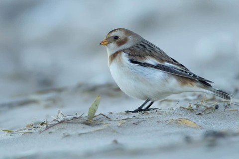 Snow bunting (Plectrophenax nivalis) adult bird on a beach in winter, Norfolk, England, United