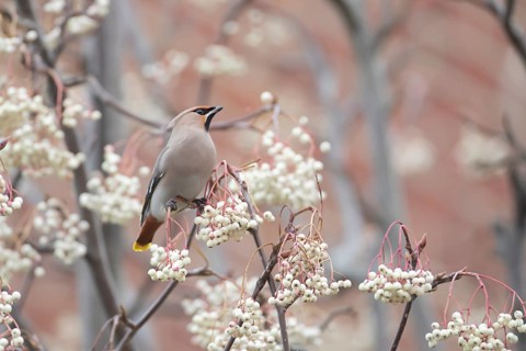 Waxwing (Bombycilla garrulus) adult bird on a tree full of berries in winter, Suffolk, England,