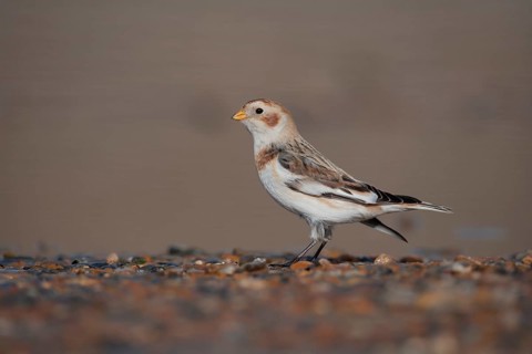 Snow bunting (Plectrophenax nivalis) adult bird on a shingle beach in winter, Norfolk, England,
