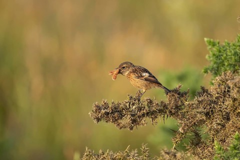 European stonechat (Saxicola rubicola) juvenile young bird feeding on a moth in summer, Suffolk,