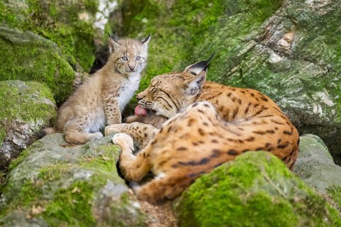 Eurasian lynx (Lynx lynx) mother with her youngsters (cubs) lying on a rock in a forest, Bavaria,
