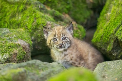 Eurasian lynx (Lynx lynx) youngster (cub) on a rock in a forest, Bavaria, Germany