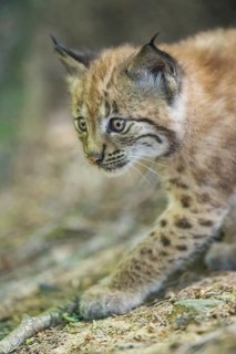 Eurasian lynx (Lynx lynx) youngster (cub) walkking in a forest, Bavaria, Germany