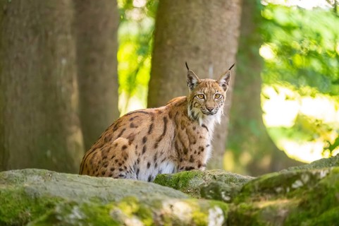 Eurasian lynx (Lynx lynx) sitting on a rock in a forest, Bavaria, Germany