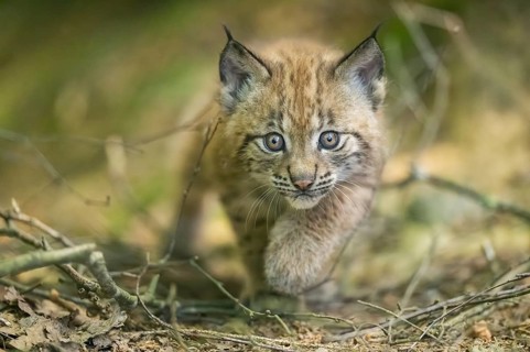 Eurasian lynx (Lynx lynx) youngster (cub) walkking in a forest, Bavaria, Germany