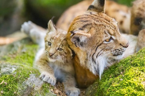 Eurasian lynx (Lynx lynx) mother with her youngsters (cubs) lying on a rock in a forest, Bavaria,