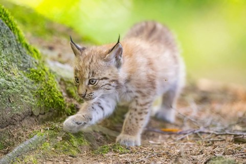 Eurasian lynx (Lynx lynx) youngster (cub) walking in a forest, Bavaria, Germany