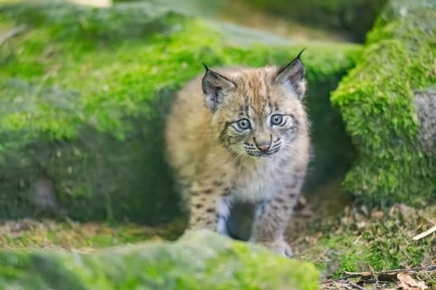 Eurasian lynx (Lynx lynx) youngster (cub) sitting on a rock in a forest, Bavaria, Germany