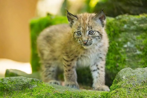 Eurasian lynx (Lynx lynx) youngster (cub) walking on rocks in a forest, Bavaria, Germany